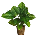 Blumen, Pflanzen & Bäume